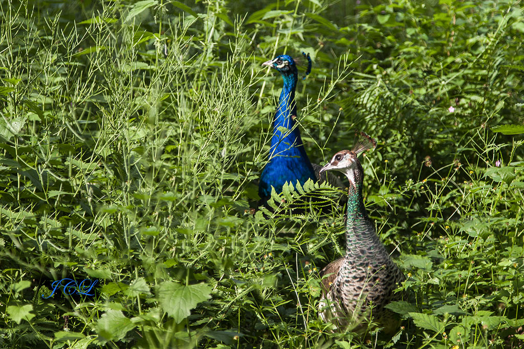 Les Paons de la reserve animalière du Parc du Château de Chantilly.